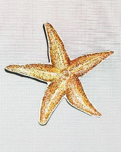 Screen Magnets - Keep People and Pets from Running Into Screen Doors & Patch Holes with Screen Door Magnets - Made in USA - Starfish - 5.5 x 5.5 inches - 2 Pack (1 Pair)